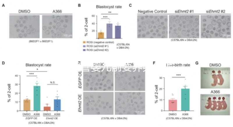 做試管嬰兒前要養(yǎng)卵，怎么做？趕緊來看看這些方法！