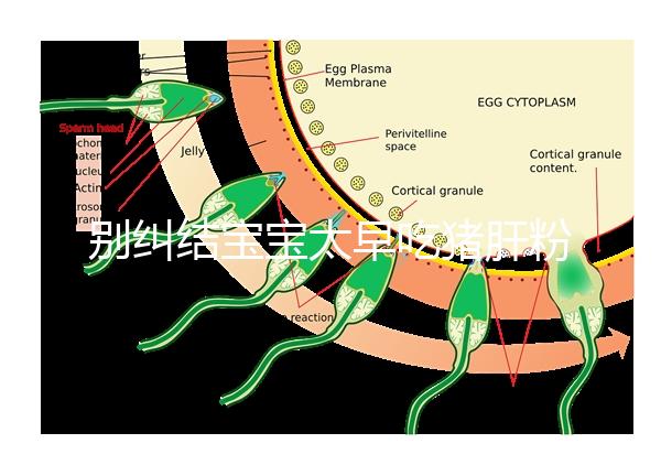 別糾結(jié)寶寶太早吃豬肝粉好不好了，先看可不可以吃最重要