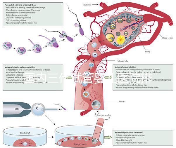 國(guó)內(nèi)三代試管嬰兒醫(yī)院排名已更新,2025年上榜醫(yī)院是這幾家!
