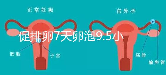 促排卵7天卵泡9.5小不難說，短方案至少長到這個數字