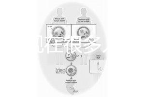 為什么現(xiàn)在很多人選擇用第三代試管嬰兒技術(shù)做試管嬰兒？
