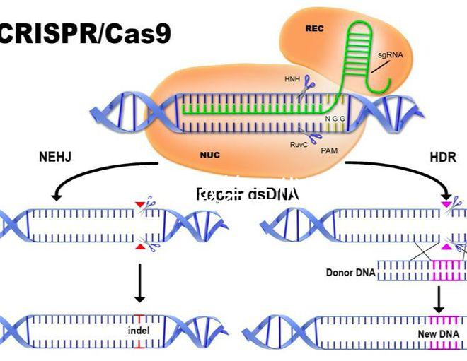 為什么要做第三代試管嬰兒？