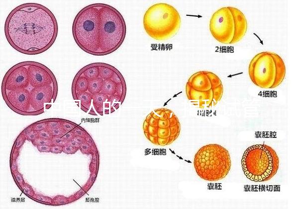 中國(guó)人的一天,揭秘試管嬰兒胚胎學(xué)家神秘又平凡的實(shí)驗(yàn)室工作