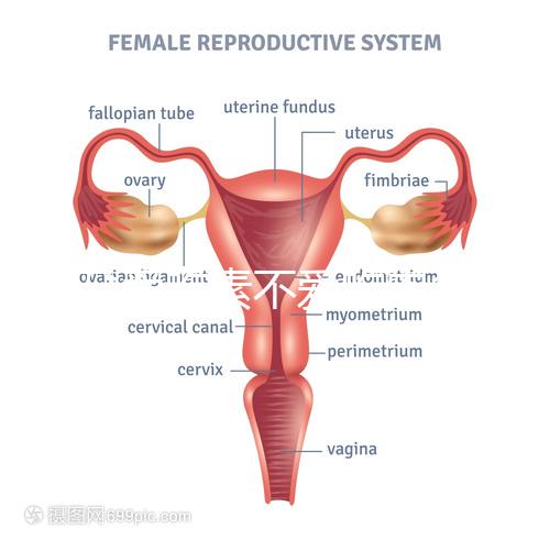 懷孕愛(ài)吃素不愛(ài)吃肉多半是女兒?幾率究竟多大進(jìn)來(lái)一看便知