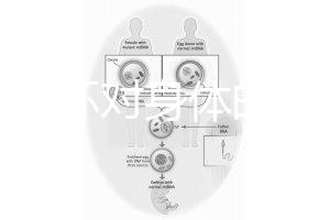 揭秘上環(huán)對身體的5大壞處，女人別再無知了