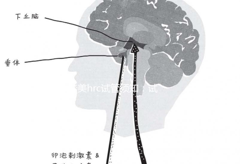 夢美hrc試管須知:試管嬰兒提升成功率有這幾個方法