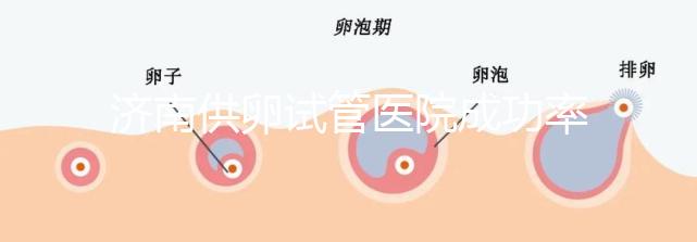 濟南供卵試管醫(yī)院成功率排名公布,私立機構也不能包生男孩