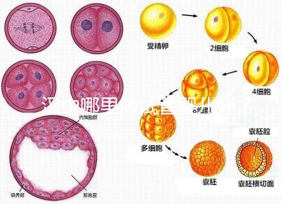 漢中哪里做試管嬰兒好？西京or唐都醫(yī)院是首選