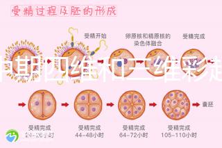 孕中期四維和三維彩超檢查區別真不小，看完便知誰更好