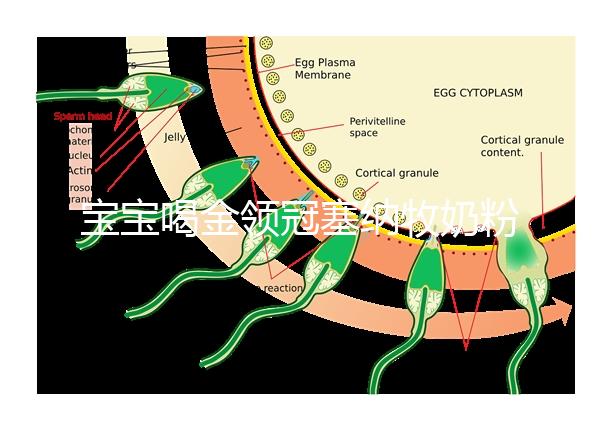 寶寶喝金領(lǐng)冠塞納牧奶粉后不長個，沖泡方法有大問題