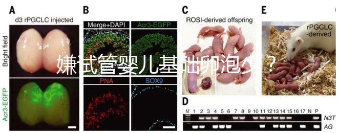 嫌試管嬰兒基礎卵泡少？并非只能食療，這份增多錦囊請收下