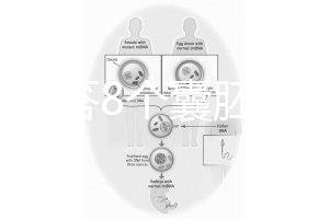 如何回答8個囊胚的三代篩查淘汰率?剩下幾篇文章可以說清楚