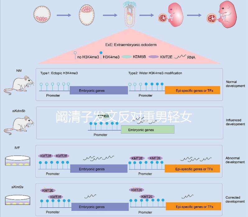 闞清子發(fā)文反對(duì)重男輕女，網(wǎng)友：都2024了還有這種思想