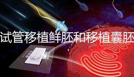 試管移植鮮胚和移植囊胚哪個成功率會高？