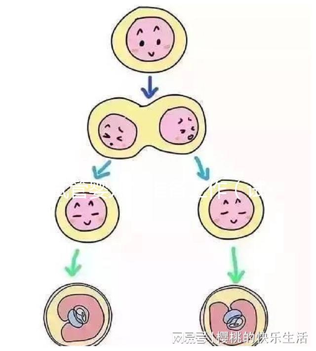 試管嬰兒的準(zhǔn)備工作（試管嬰兒的準(zhǔn)備工作有哪些）