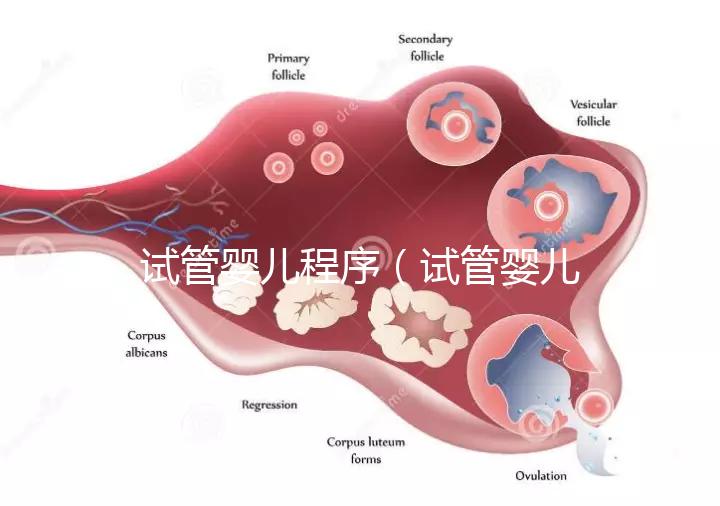 試管嬰兒程序(試管嬰兒程序和時(shí)間)