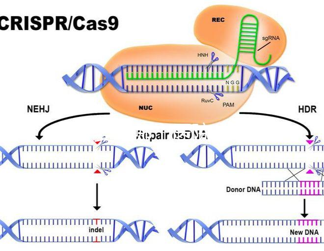 試管嬰兒哪個(gè)醫(yī)院成功率高(廈門試管嬰兒哪個(gè)醫(yī)院成功率高)