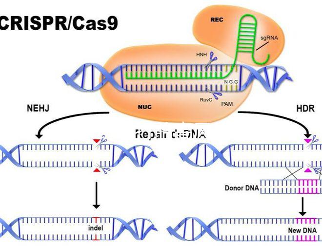 47歲藥流打胎高風(fēng)險(xiǎn)！這5大后果極易威脅身體健康