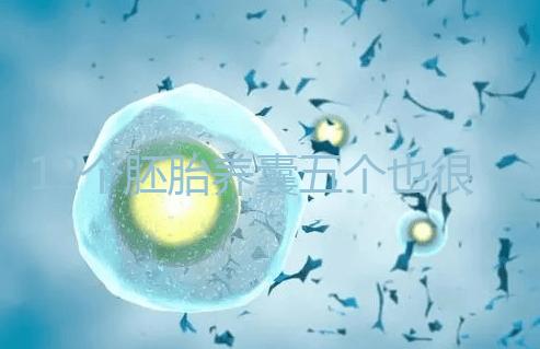 12個胚胎養囊五個也很正常，看完成功率就知所言非虛