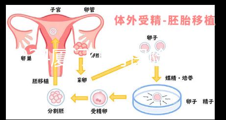 2024廈門生育保險(xiǎn)津貼報(bào)銷全流程通辦，思明等區(qū)可網(wǎng)上申請(qǐng)